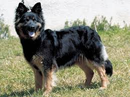 犬を家族に迎える前に